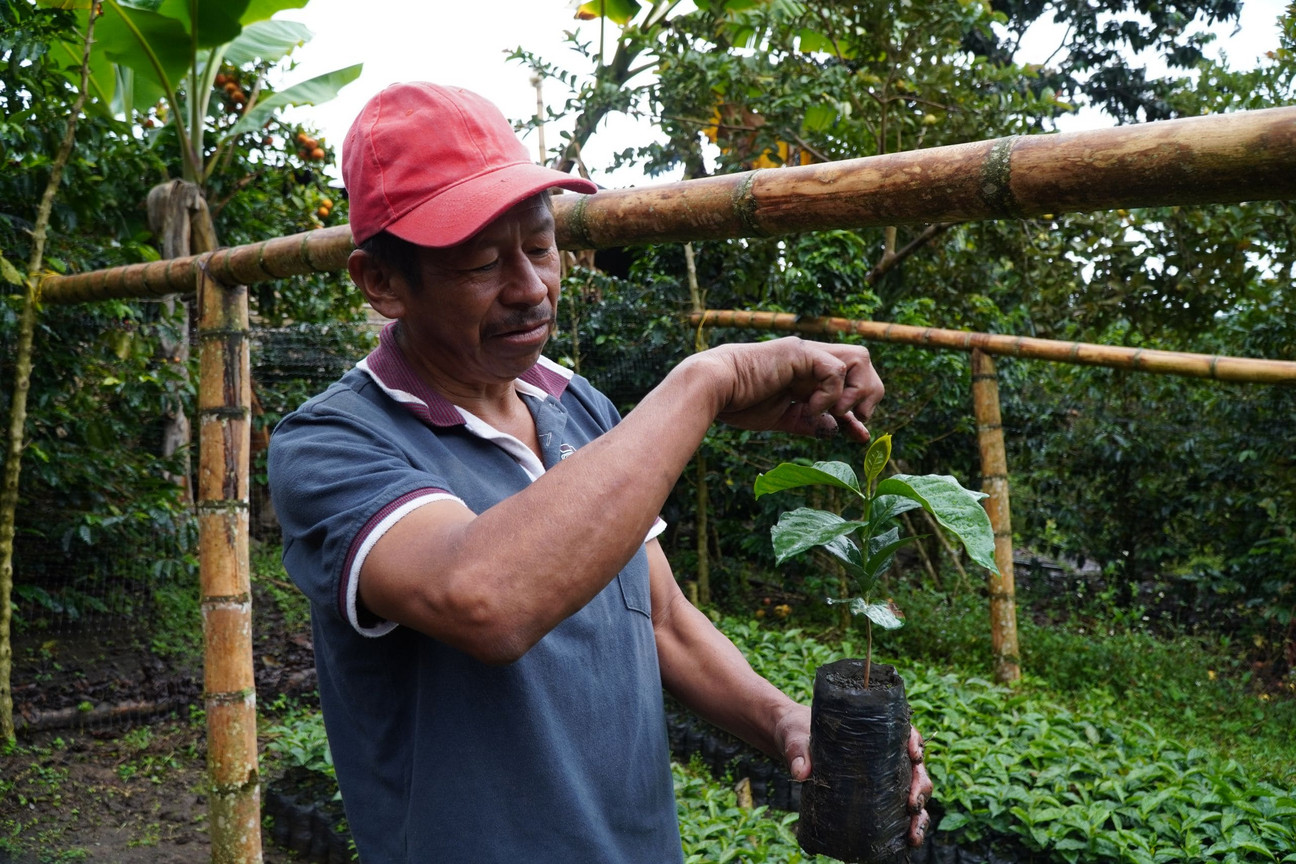 Ein Mann hält eine junge Kaffeepflanze hoch