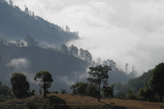 Eine nebelige Waldszene