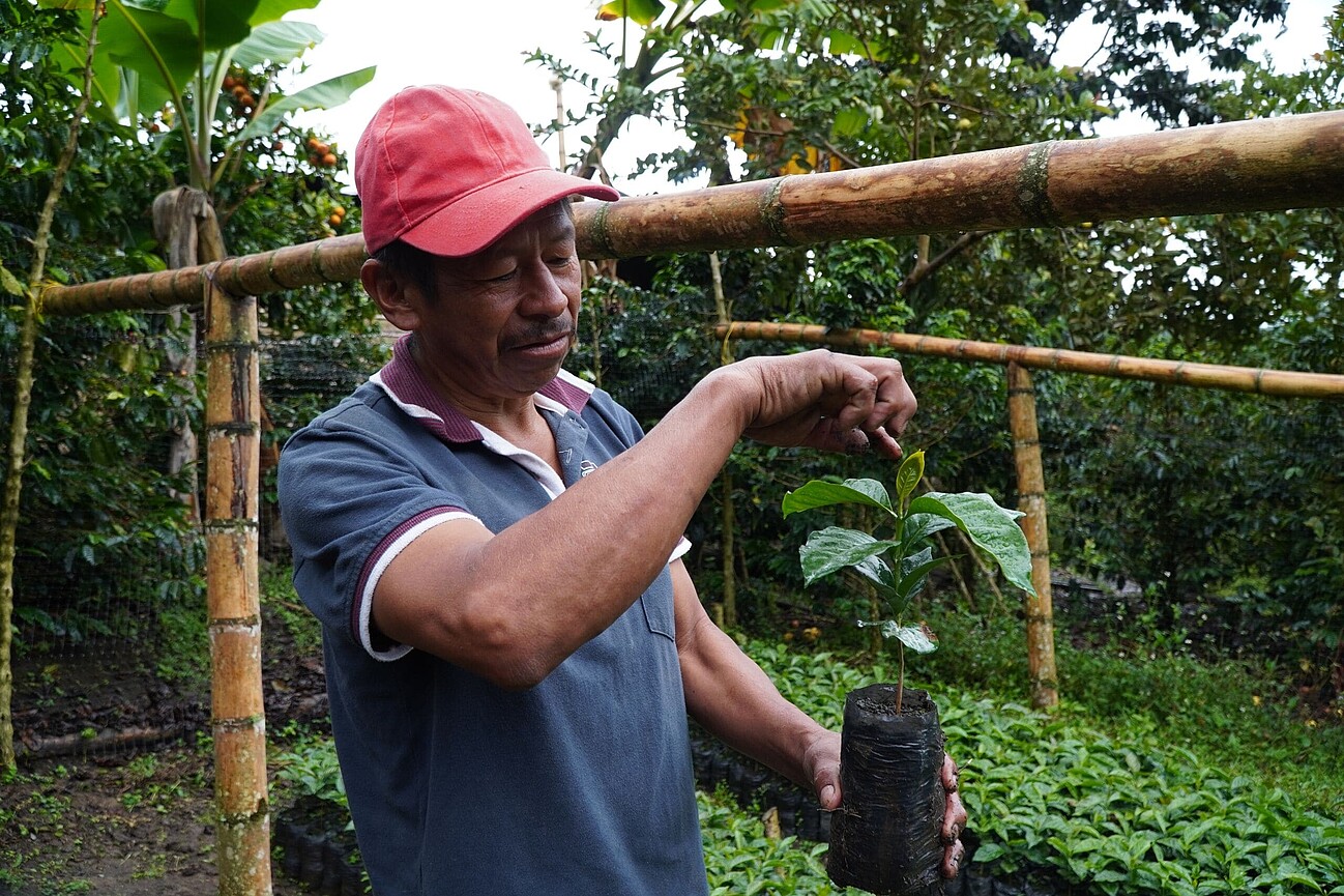 Ein Mann hält eine junge Kaffeepflanze hoch