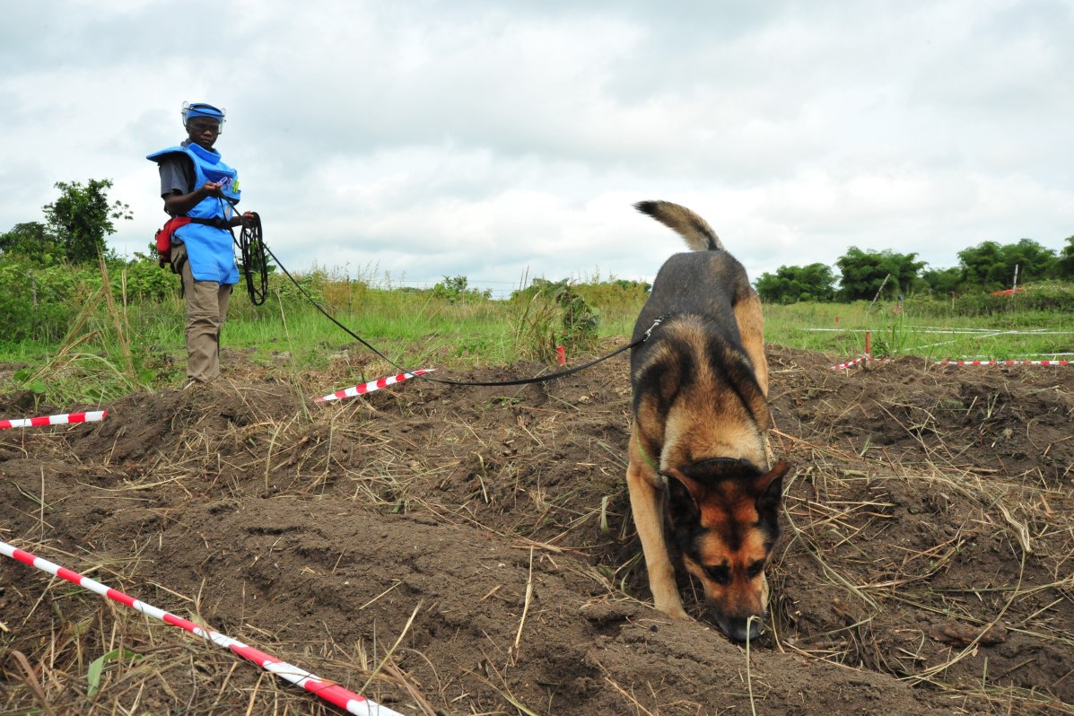 Hund bei der Minensuche